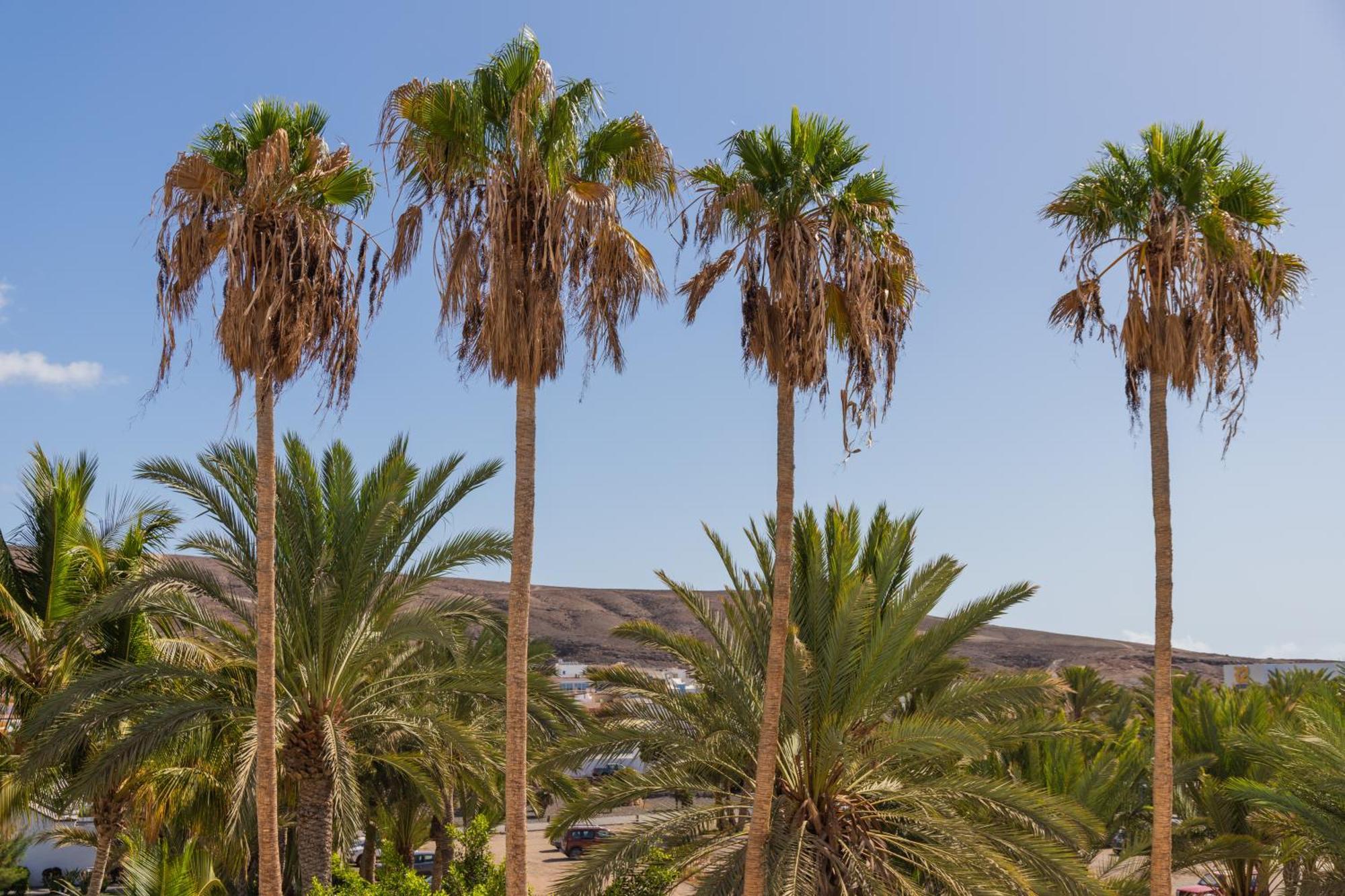 Palm Beach Fuerteventura Tarajalejo Eksteriør billede